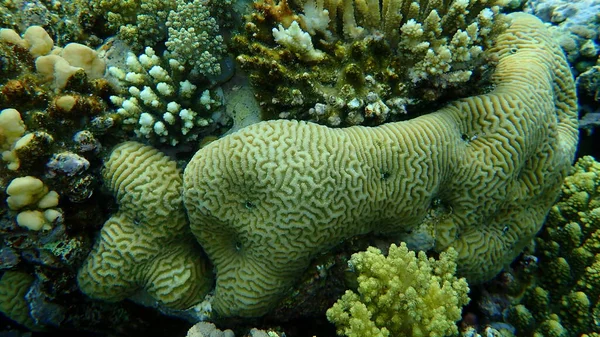 Coral Pedregoso Coral Vale Menor Platygyra Daedalea Submarino Mar Vermelho — Fotografia de Stock
