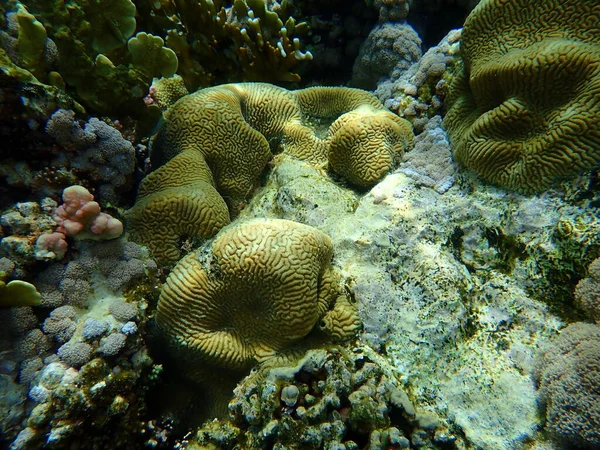 Stony Coral Lesser Valley Coral Platygyra Daedalea Undersea Red Sea — Stock Photo, Image