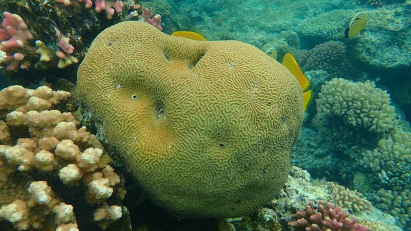 Каменистые Кораллы Малая Долина Кораллы Platygyra Daedalea Водой Красное Море — стоковое фото