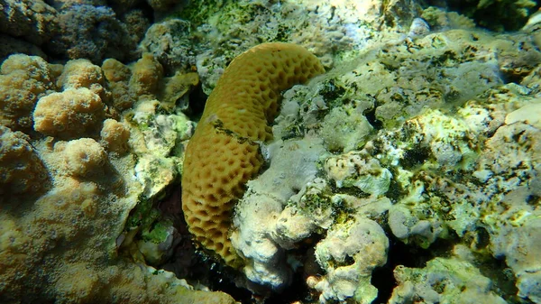 Kis Gomb Korall Plesiastrea Versipora Kisebb Csillag Korall Goniastrea Edwardsi — Stock Fotó
