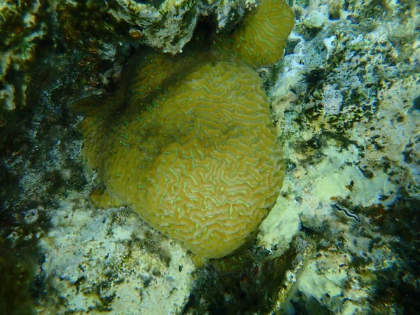 Coral Vale Menor Coral Cérebro Duro Platygyra Lamellina Submarino Mar — Fotografia de Stock