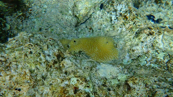 Lesser Valley Coral Hard Brain Coral Platygyra Lamellina Undersea Red — Stock Photo, Image