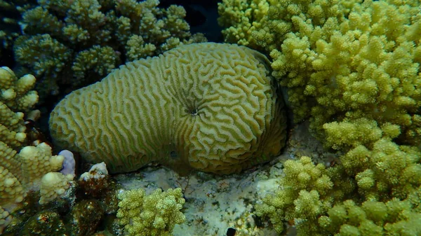 Каменистые Кораллы Малая Долина Кораллы Platygyra Daedalea Водой Красное Море — стоковое фото