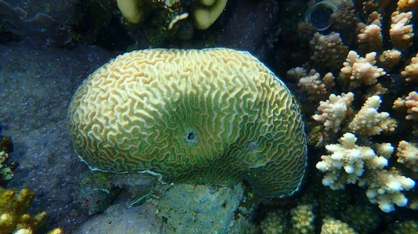 Köves Korall Kis Völgy Korall Platygyra Daedalea Tenger Alatt Vörös — Stock Fotó