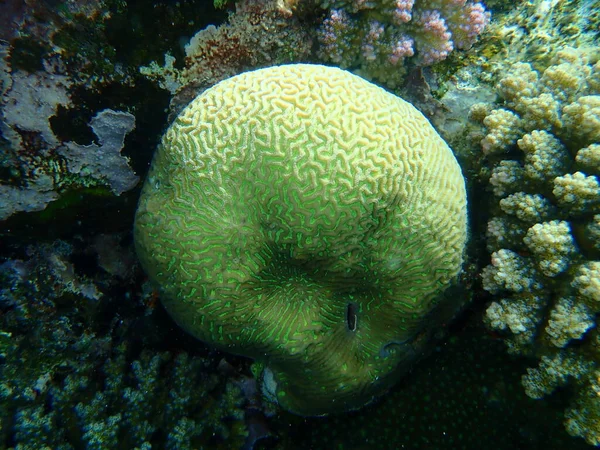 Coral Pedregoso Coral Vale Menor Platygyra Daedalea Submarino Mar Vermelho — Fotografia de Stock