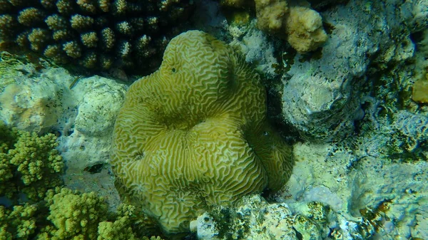 Coral Pedregoso Coral Vale Menor Platygyra Daedalea Submarino Mar Vermelho — Fotografia de Stock