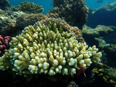 Akroporid mercan Acropora lamarcki denizaltı, Kızıl Deniz, Mısır, Sharm El Sheikh, Nabq Körfezi