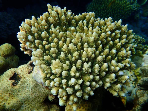 Acroporide Corail Acropora Lamarcki Sous Marin Mer Rouge Egypte Sharm — Photo