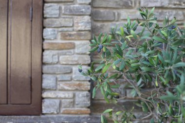 Taş cephesinin bulanık arka planı, Yunanistan, Halkidiki, Arnaia 'da Avrupa Zeytin veya Ortak Zeytin (Olea europaea) dalı