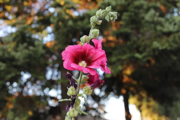 Flor Hollyhock Comum Alcea Rosea Grécia Halkidiki Arnaia — Fotografia de Stock