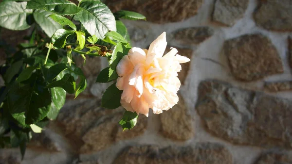 天然石の壁の背景にバラの花 ギリシャ Halkidiki Arnaia — ストック写真