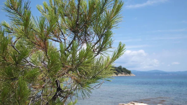 Borovicová Větev Pozadí Oblohy Egejského Moře Řecko Halkidiki — Stock fotografie