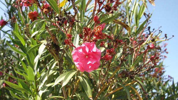 Flor Oleandro Nerium Nerium Oleander Grecia Halkidiki — Foto de Stock