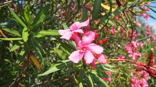 Flor Oleandro Nerium Nerium Oleander Grecia Halkidiki — Foto de Stock