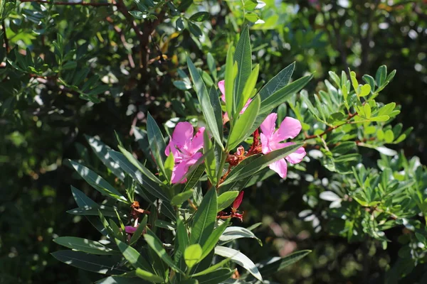 Flor Oleandro Nerium Nerium Oleander Grecia Halkidiki — Foto de Stock