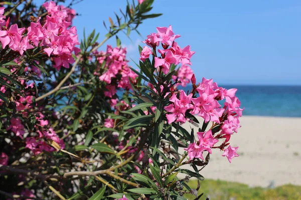 Květina Oleander Nebo Nerium Nerium Oleander Obloze Mořském Pozadí Řecko — Stock fotografie