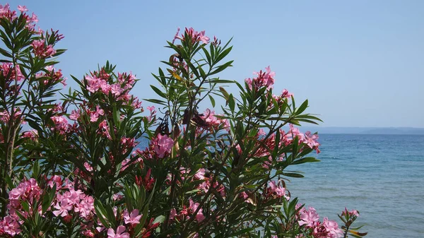 Flor Oleandro Nério Nerium Oleander Sobre Fundo Céu Mar Grécia — Fotografia de Stock
