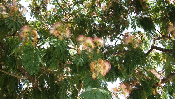 Persischer Seidenbaum Oder Rosa Seidenbaum Albizia Julibrissin Auf Einem Himmelshintergrund — Stockfoto