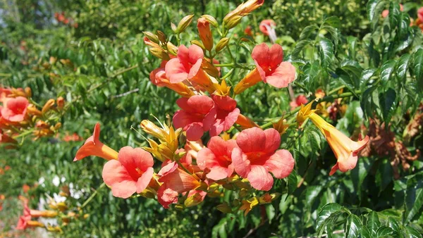 Flores Trepadeira Trepadeira Trompete Videira Coceira Vaca Videira Beija Flor — Fotografia de Stock