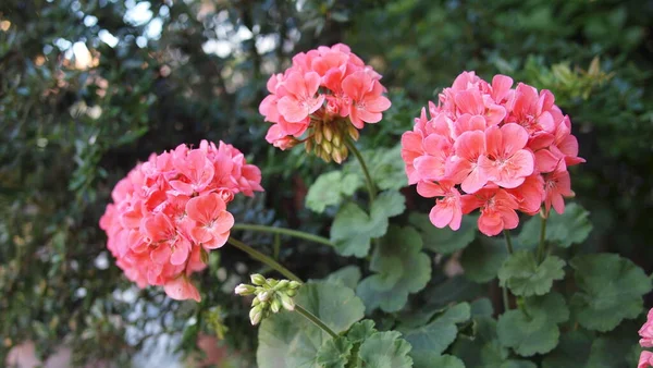 Flor Gerânio Fundo Altamente Borrado Grécia Halkidiki — Fotografia de Stock