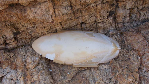 Yaygın bir mürekkep balığının mürekkep balığı (Sepia officinalis) büyük bir kaya üzerinde yakın plan çekimi, Yunanistan, Halkidiki