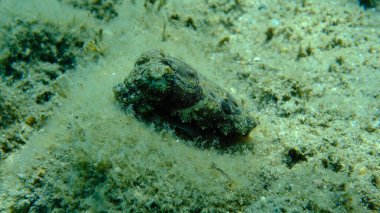 Denizaltı, Ege Denizi, Yunanistan, Halkidiki, Pirgos Sahili