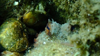 Ortak ahtapot (Octopus vulgaris) deniz altı, Ege Denizi, Yunanistan, Halkidiki, Pirgos plajı