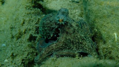 Genel ahtapot (Octopus vulgaris) avı, Ege Denizi, Yunanistan, Halkidiki, Pirgos plajı