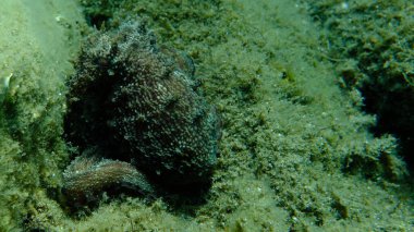 Genel ahtapot (Octopus vulgaris) avı, Ege Denizi, Yunanistan, Halkidiki, Pirgos plajı