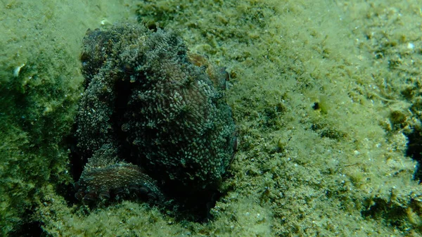Genel ahtapot (Octopus vulgaris) avı, Ege Denizi, Yunanistan, Halkidiki, Pirgos plajı