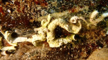 Giant worm shell or giant wormsnail (Thylacodes arenarius) undersea, Aegean Sea, Greece, Halkidiki, Pirgos beach