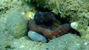 Ortak ahtapot (Octopus vulgaris) denizaltı, Ege Denizi, Yunanistan, Halkidiki, Pirgos plajı