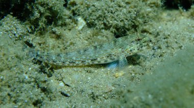 Bucchich 's goby (Gobius bucchichi) denizaltı, Ege Denizi, Yunanistan, Halkidikii, Pirgos plajı