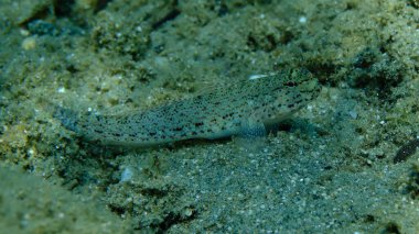 Bucchich 's goby (Gobius bucchichi) denizaltı, Ege Denizi, Yunanistan, Halkidikii, Pirgos plajı