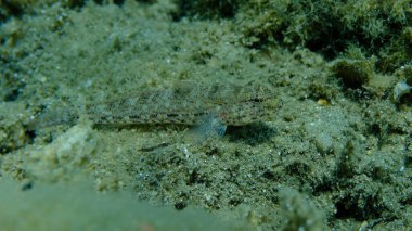 Bucchich 's goby (Gobius bucchichi) denizaltı, Ege Denizi, Yunanistan, Halkidikii, Pirgos plajı
