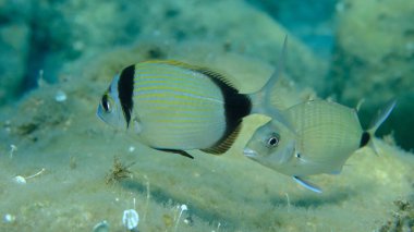 Denizaltı, Ege Denizi, Yunanistan, Halkidiki, Pirgo Sahili, iki bantlı çipura (Diplodus vulgaris)