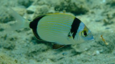 Denizaltı, Ege Denizi, Yunanistan, Halkidiki, Pirgo Sahili, iki bantlı çipura (Diplodus vulgaris)