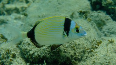 Denizaltı, Ege Denizi, Yunanistan, Halkidiki, Pirgo Sahili, iki bantlı çipura (Diplodus vulgaris)