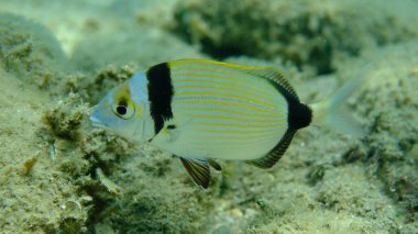 Denizaltı, Ege Denizi, Yunanistan, Halkidiki, Pirgo Sahili, iki bantlı çipura (Diplodus vulgaris)