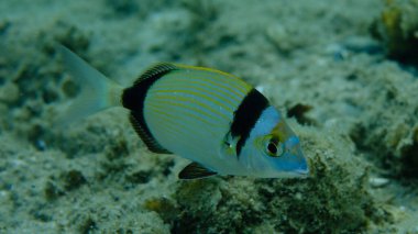 Denizaltı, Ege Denizi, Yunanistan, Halkidiki, Pirgo Sahili, iki bantlı çipura (Diplodus vulgaris)
