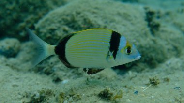 Denizaltı, Ege Denizi, Yunanistan, Halkidiki, Pirgo Sahili, iki bantlı çipura (Diplodus vulgaris)