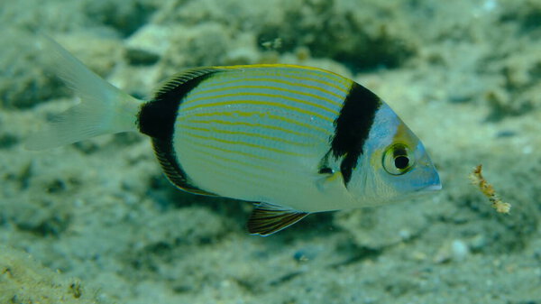 Подводный лещ (Diplodus vulgaris), Эгейское море, Греция, Халкидики, пляж Пиргос