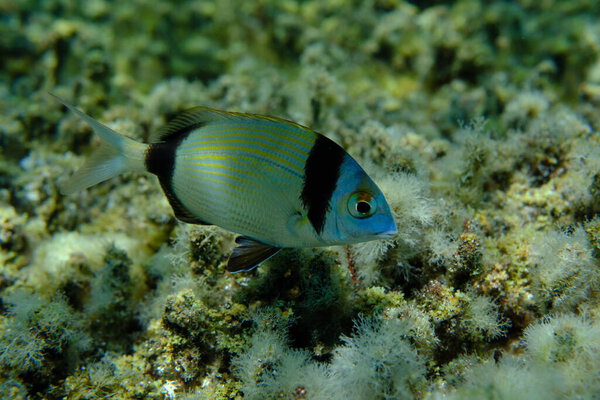 Подводный лещ (Diplodus vulgaris), Эгейское море, Греция, Халкидики, пляж Пиргос