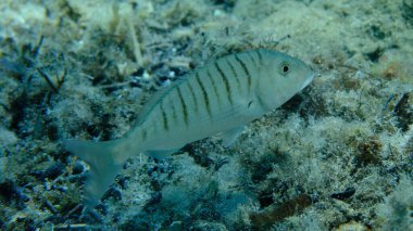Kum steenbras veya çizgili deniz kabuğu (Lithognathus mormyrus) deniz altı, Ege Denizi, Yunanistan, Halkidiki, Pirgos plajı