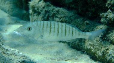 Kum steenbras veya çizgili deniz kabuğu (Lithognathus mormyrus) deniz altı, Ege Denizi, Yunanistan, Halkidiki, Pirgos plajı