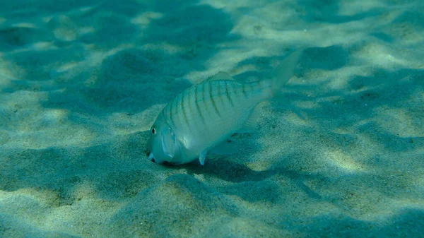 Kum steenbras veya çizgili deniz kabuğu (Lithognathus mormyrus) deniz altı, Ege Denizi, Yunanistan, Halkidiki, Pirgos plajı