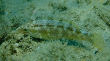Gri grasse (Symphodus cinereus) denizaltı, Ege Denizi, Yunanistan, Halkidiki, Pirgos Sahili
