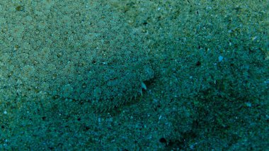 Geniş gözlü dil balığı (Bothus podas) denizaltı, Ege Denizi, Yunanistan, Halkidiki, Pirgos plajı