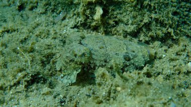 Denizaltı, Ege Denizi, Yunanistan, Halkidiki, Pirgos Sahili