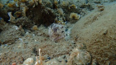 Deniz altı, Ege Denizi, Yunanistan, Halkidiki, Pirgos plajı Neptün Çimeni veya Akdeniz otundan (Posidonia oceanica) Seagrass Neptün topu